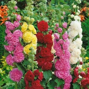 Katmerli gülhatmi tohumu hibrit chaters double alcea rosea hollyhock