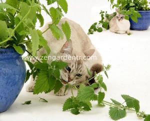 Şifalı kedi nanesi nepeta cataria catnip 7 cm saksıda