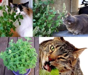 Şifalı kedi nanesi nepeta cataria catnip 7 cm saksıda