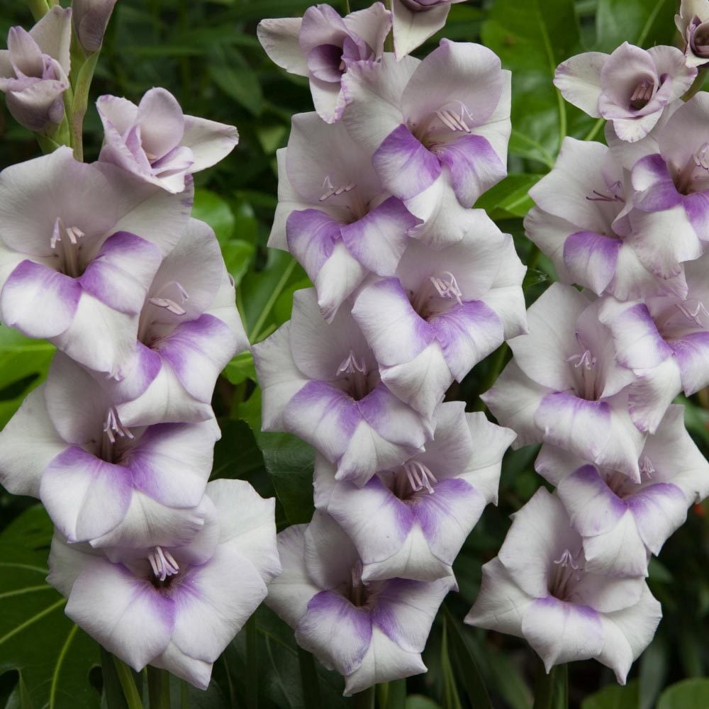 Condor Pasa saksı tip glayöl çiçek soğanı ithal gladiolus