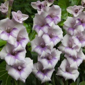 Condor Pasa saksı tip glayöl çiçek soğanı ithal gladiolus