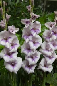 Condor Pasa saksı tip glayöl çiçek soğanı ithal gladiolus