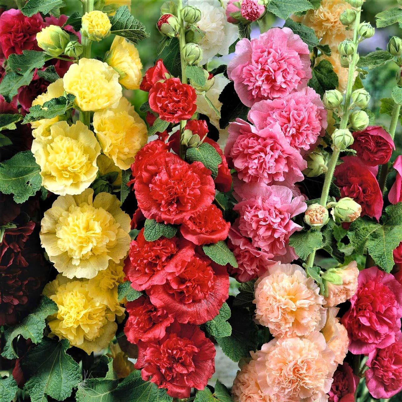 Katmerli gülhatmi tohumu hibrit alcea rosea summer carnival hollyhock