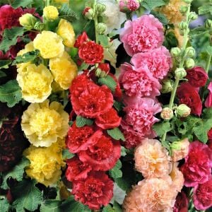 Katmerli gülhatmi tohumu hibrit alcea rosea summer carnival hollyhock