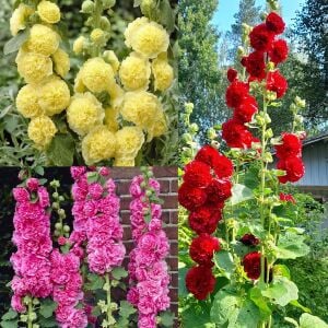 Katmerli gülhatmi tohumu hibrit alcea rosea summer carnival hollyhock