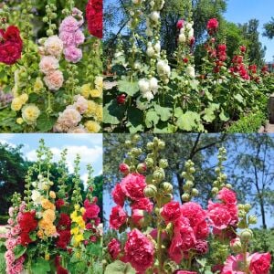 Katmerli gülhatmi tohumu hibrit alcea rosea summer carnival hollyhock