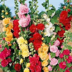 Katmerli gülhatmi tohumu hibrit alcea rosea summer carnival hollyhock