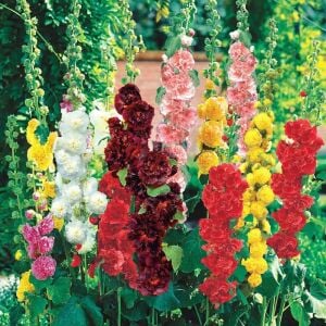 Katmerli gülhatmi tohumu hibrit alcea rosea summer carnival hollyhock