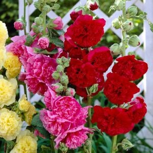 Katmerli gülhatmi tohumu hibrit alcea rosea summer carnival hollyhock