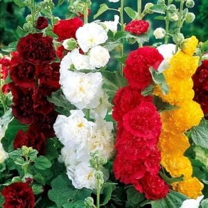 Katmerli gülhatmi tohumu hibrit alcea rosea summer carnival hollyhock