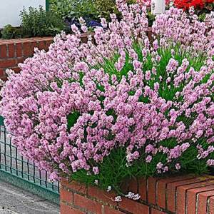 Pembe lavanta fidesi lavandula angustifolia rosea 1 fide