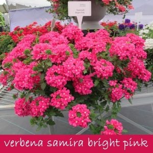 Lanai koyu pembe sarkan mine çiçeği fidesi verbena deep pink