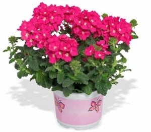 Lanai koyu pembe sarkan mine çiçeği fidesi verbena deep pink
