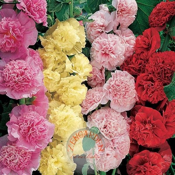 Katmerli gülhatmi tohumu hibrit alcea rosea summer carnival hollyhock