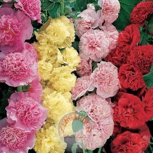 Katmerli gülhatmi tohumu hibrit alcea rosea summer carnival hollyhock