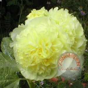 Katmerli gülhatmi tohumu hibrit alcea rosea summer carnival hollyhock