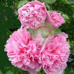 Katmerli gülhatmi tohumu hibrit alcea rosea summer carnival hollyhock