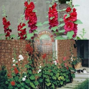 Katmerli gülhatmi tohumu hibrit alcea rosea summer carnival hollyhock