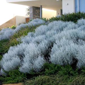 Gümüş çalısı fidanı Calocephalus brownii silver bush plant