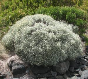 Gümüş çalısı fidanı Calocephalus brownii silver bush plant