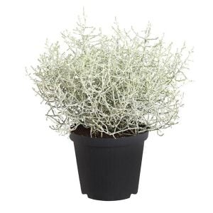 Gümüş çalısı fidanı Calocephalus brownii silver bush plant