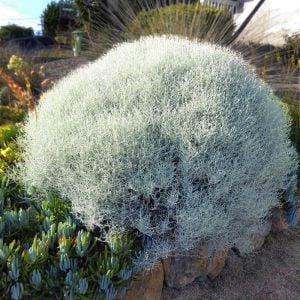 Gümüş çalısı fidanı Calocephalus brownii silver bush plant
