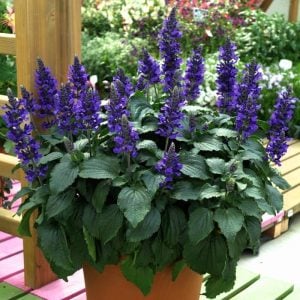 Mavi salvia fidesi süs adaçayı mystic spires blue