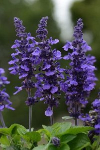 Mavi salvia fidesi süs adaçayı mystic spires blue