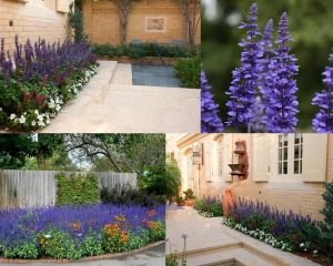 Mavi salvia fidesi süs adaçayı mystic spires blue