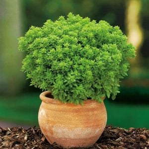 Yunan fesleğeni tohumu greek basil