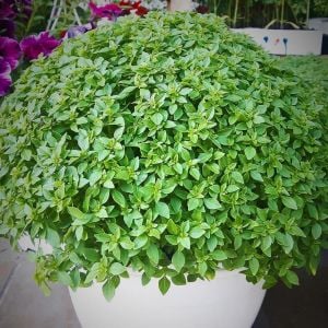 Yunan fesleğeni tohumu greek basil