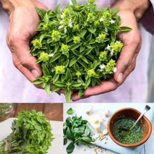 Yunan fesleğeni tohumu greek basil