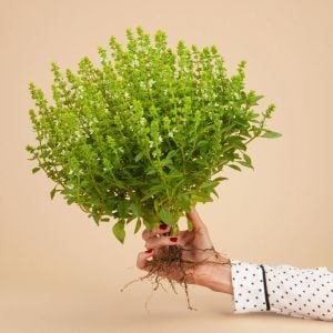 Yunan fesleğeni tohumu greek basil