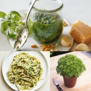 Yunan fesleğeni tohumu greek basil