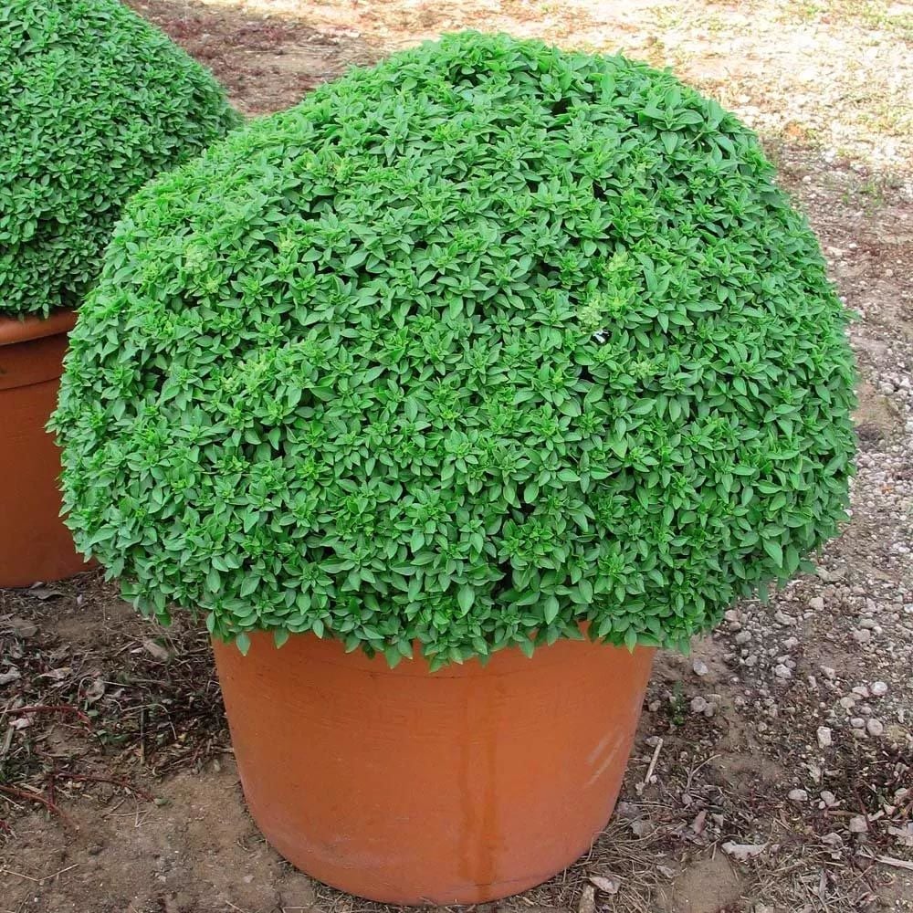 Yunan fesleğeni tohumu greek basil
