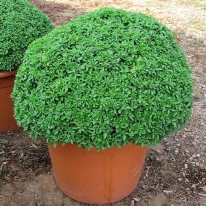 Yunan fesleğeni tohumu greek basil