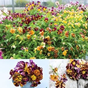 Boyalı Menekşe tohumu – viola cornuta brush strokes