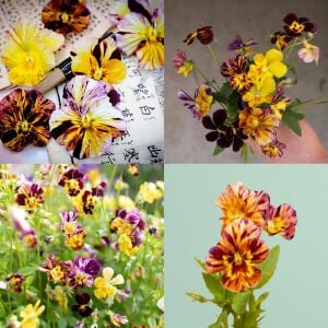 Boyalı Menekşe tohumu – viola cornuta brush strokes