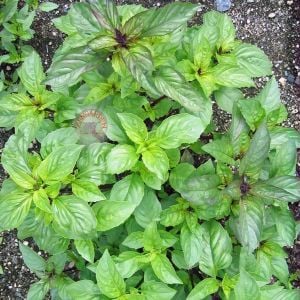 Meyan kökü fesleğen tohumu licorice basil seeds