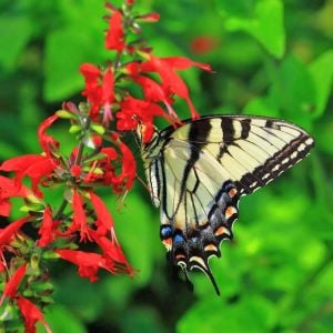 Kırmızı adaçayı tohumu süs bitkisi salvia coccinea scarlet sage