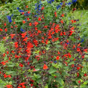 Kırmızı adaçayı tohumu süs bitkisi salvia coccinea scarlet sage