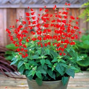 Kırmızı adaçayı tohumu süs bitkisi salvia coccinea scarlet sage