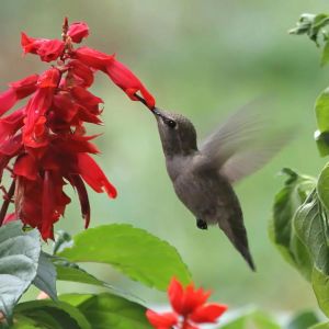 Kırmızı adaçayı tohumu süs bitkisi salvia coccinea scarlet sage