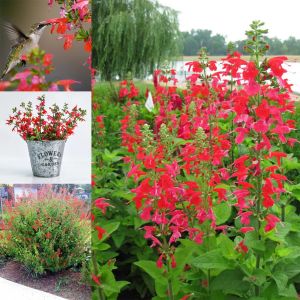 Kırmızı adaçayı tohumu süs bitkisi salvia coccinea scarlet sage