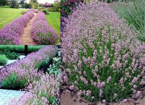 Pembe lavanta fidesi lavandula angustifolia rosea 7 yada 9 cm saksıda