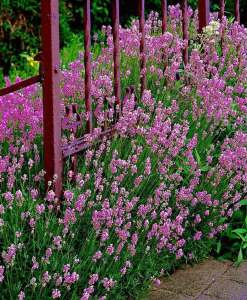 Pembe lavanta fidesi lavandula angustifolia rosea 7 yada 9 cm saksıda