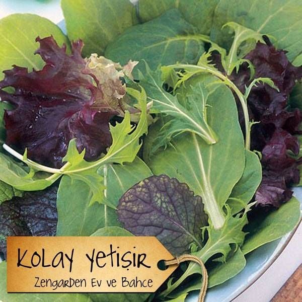 Şifalı baharlı salata tohum karışımı