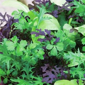 Şifalı baharlı salata tohum karışımı