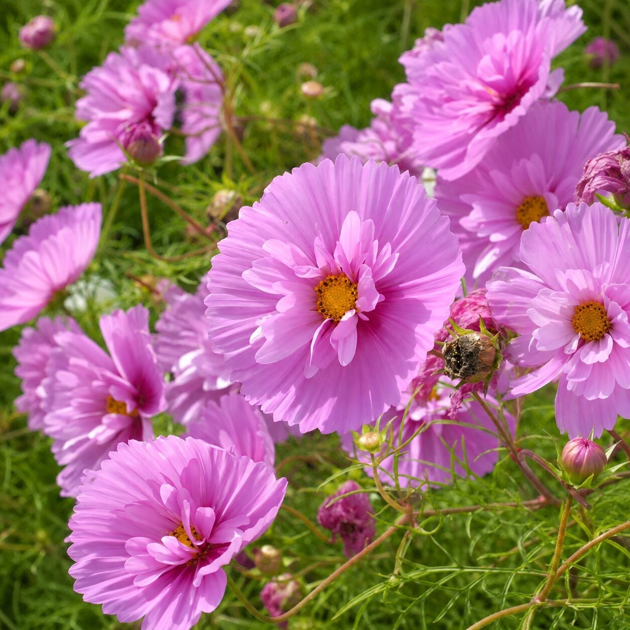 Cupcakes sakura Kozmos tohumu – cosmos bipinnatus