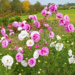 Cupcakes sakura Kozmos tohumu – cosmos bipinnatus
